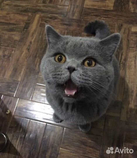 Красивый котик на вязку