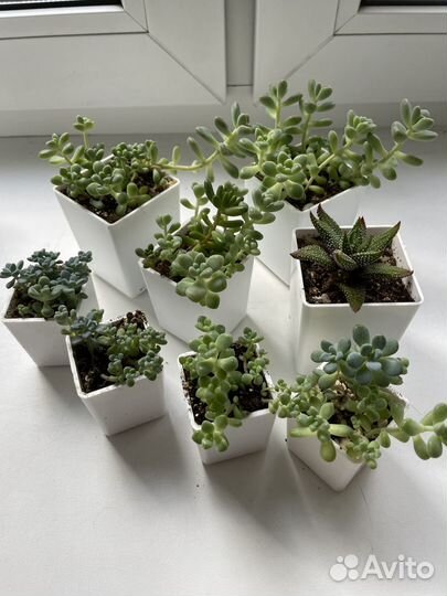 Кактусы и суккуленты