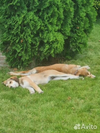 Собака в дар щенки