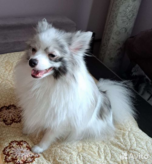 Померанский шпиц мраморного окраса