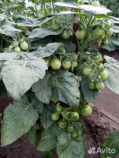 Рассада помидор