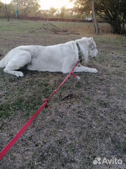 Сука алабай