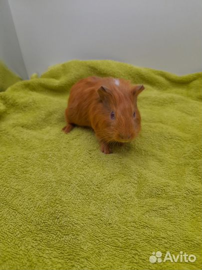 Морская свинка