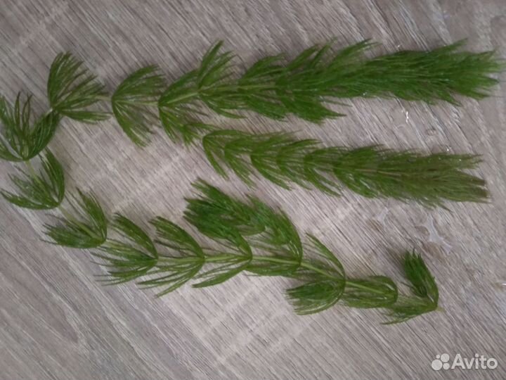 Аквариумные растения