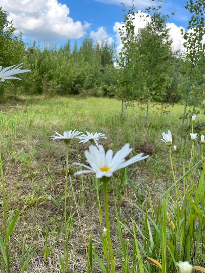 Участок 10 сот. (СНТ, ДНП)