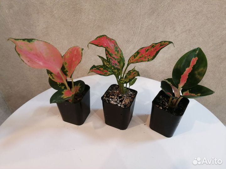 Аглаонемы наборы