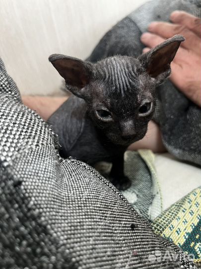 Донской сфинкс котята