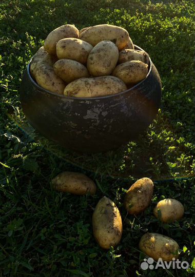 Продам картофель