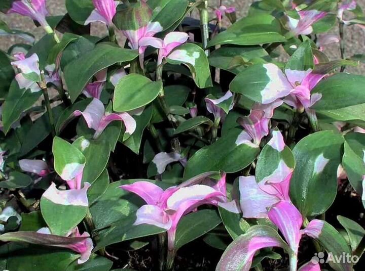 Традесканции