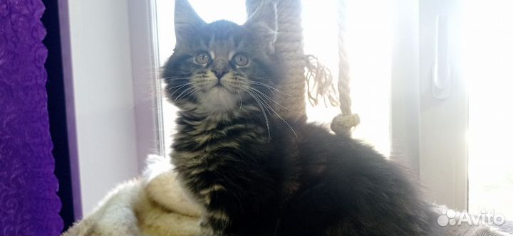 Котята мейн-кун