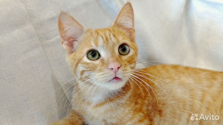 Котенок ищет дом