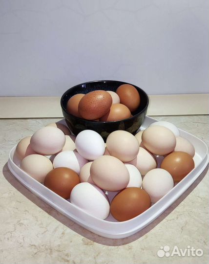 Маран, перепелки Эстонцы Селадоны Радонежские