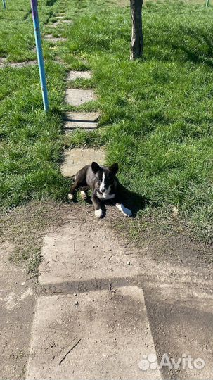 Щенки в дар