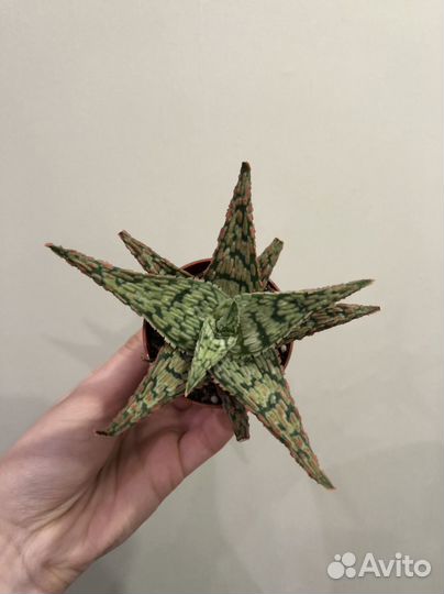 Алоказия медная, Литопсы, Тилландсия и др