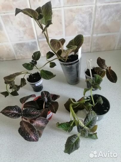 Набор растений