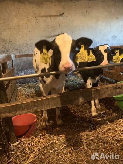 Быки, бычки и телки