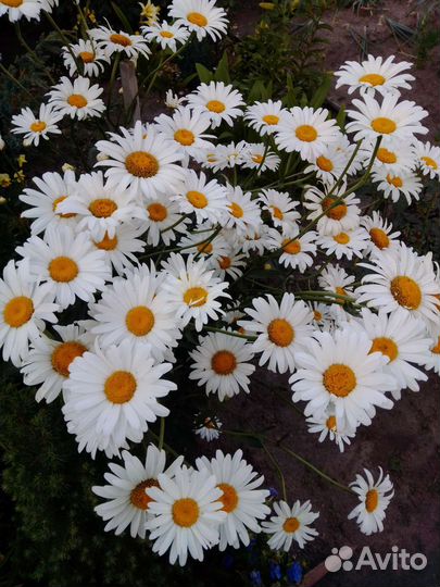 Лилии, лилейник, рудбекия, ромашка, наперстянка