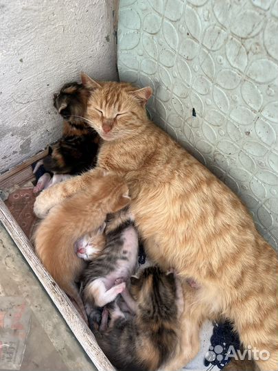 Котята в добрые руки