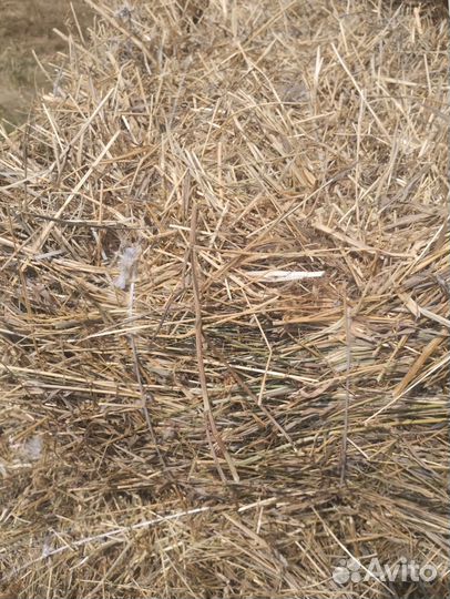 Сено в тюках