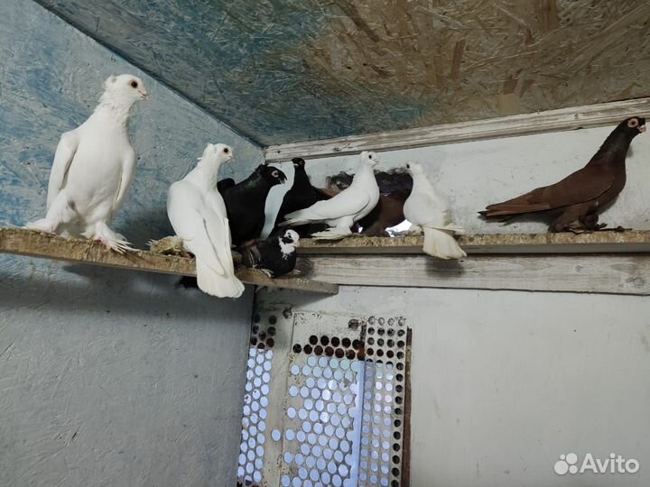 Продажа голубей