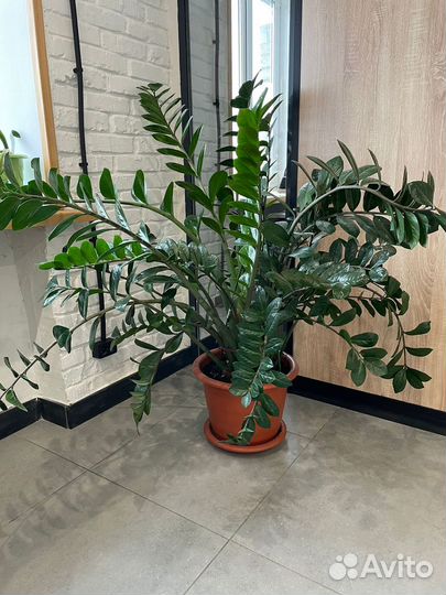 Замиокулькас