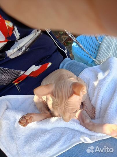 Эльф канадский