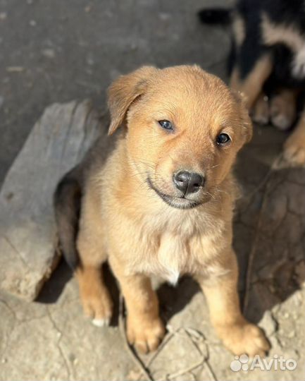 Щенки 2 месяца бесплатно