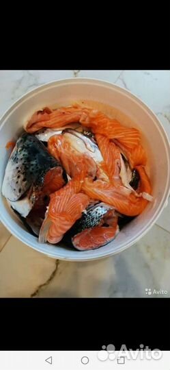 Лосось семга