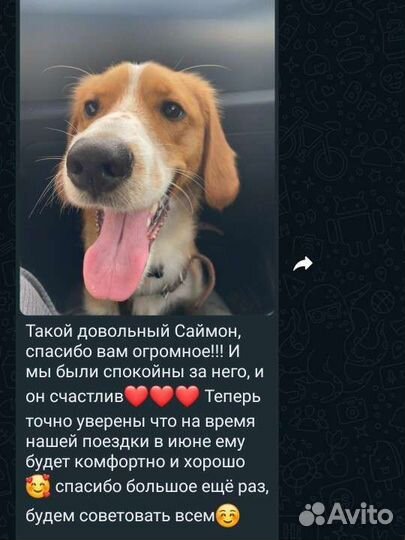 Передержка, зоогостиница домашних животных