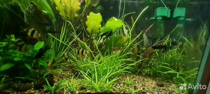 Аквариум