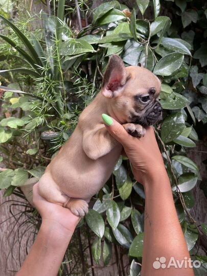 Французский бульдог