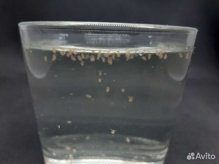 Живые корма для рыб (дафния, аулофорус и др.)