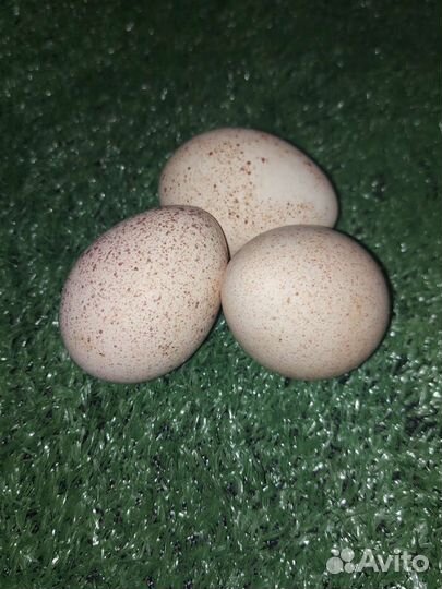 Инкубационное яйцо индейки