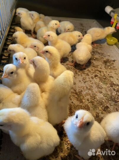 Цыплята бройлеры кобб 500
