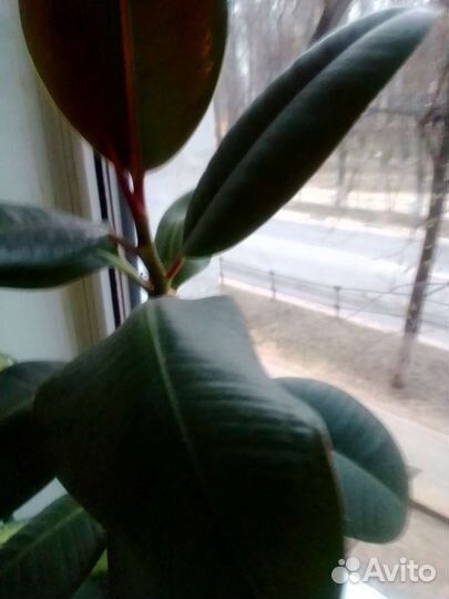 Фикус каучуконосный