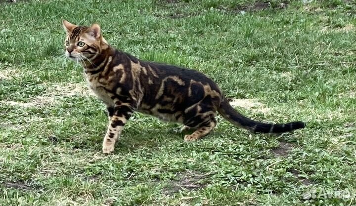 Бенгальский кот,вязка