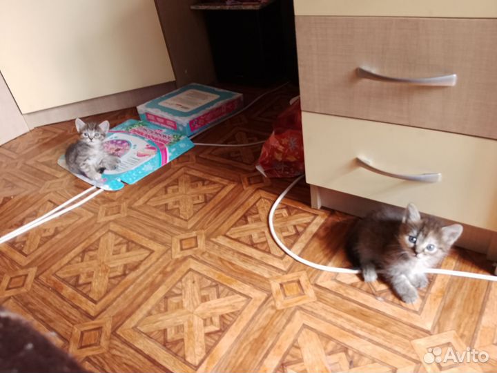 Кошка