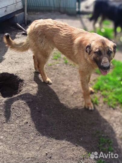 Собака охранница