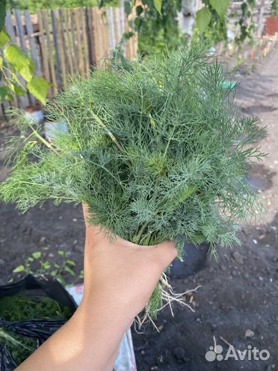 Свежий молодой деревенский укроп