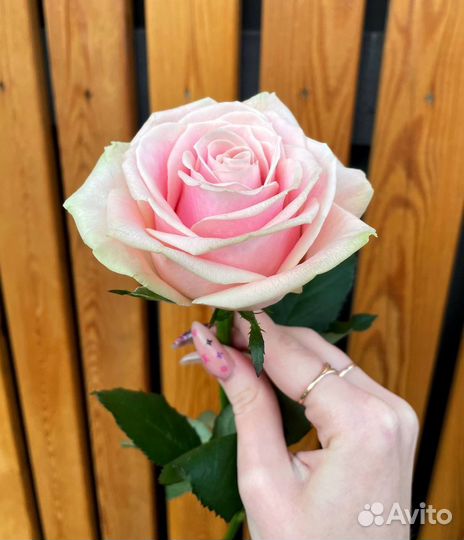 Букеты Голландских роз