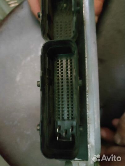 Эбу на газель