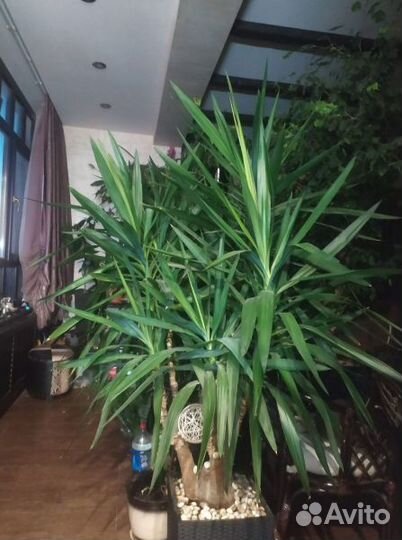 Пальма Юкка