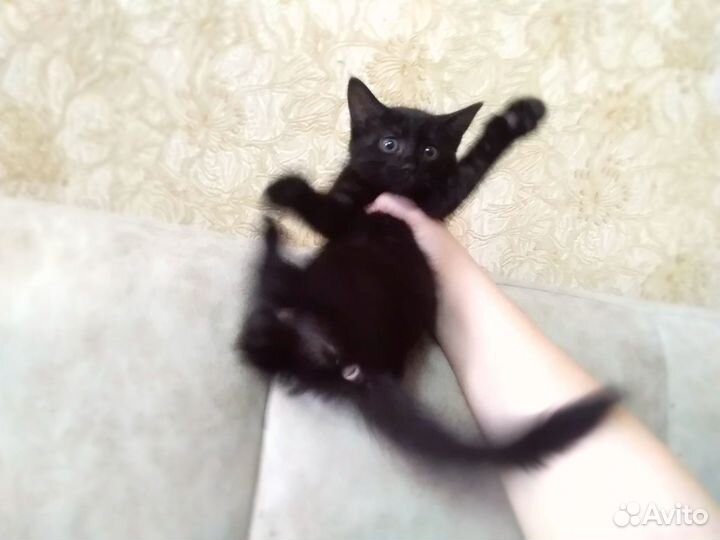 Экт.ситуация котята в добрые руки