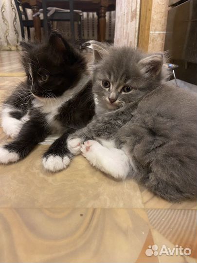 Курильский бобтейл
