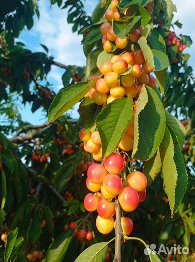 Продам Черешню