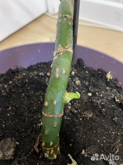 Диффенбахия 2 метра