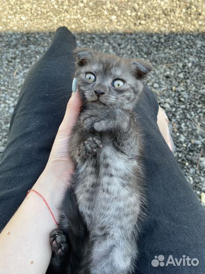 Отдам котенка в добрые руки