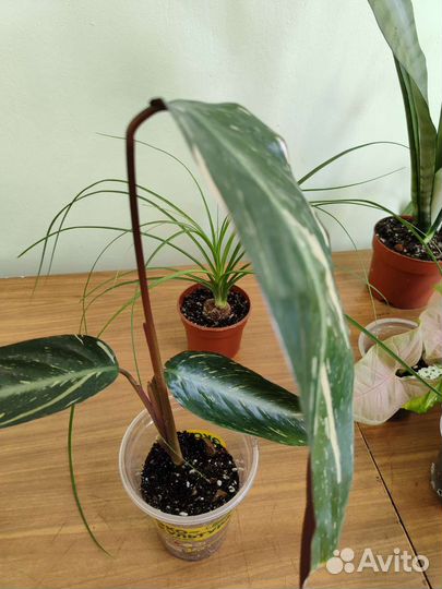 Комнатные растения