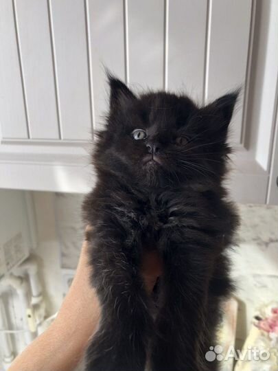 Котята мейн-кун