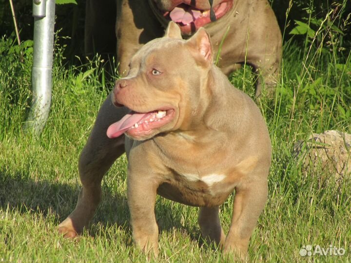 Американский Булли подросток 7 мес